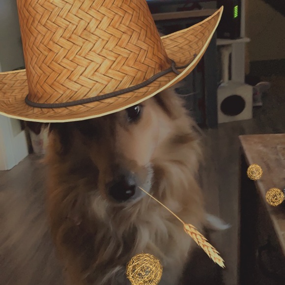 Meet your Posher, Veronica - Picture 1 of 1